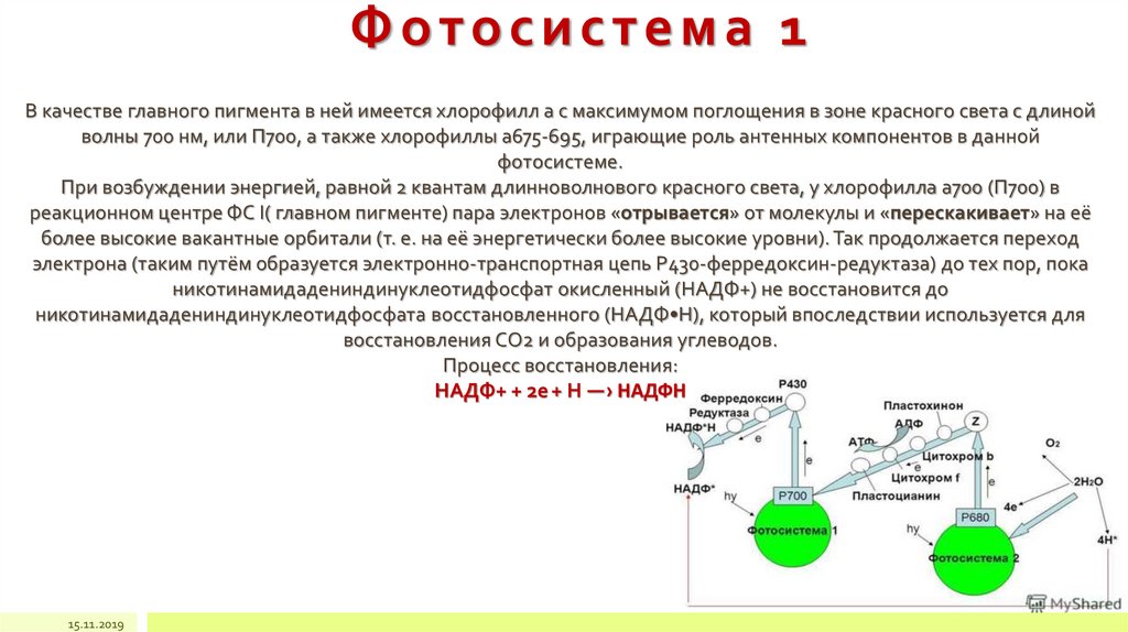 Последовательность фотосинтеза возбуждение хлорофилла. Фотосистема 1 и фотосистема 2. Хлорофилл. Строение. Фотосистемы. Фото система 1 фото система 2 таблица. Фотосистема 2 строение.