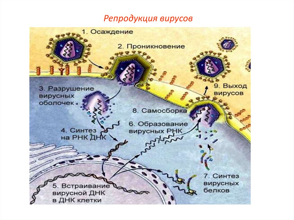 Схема стадий репродукции вируса