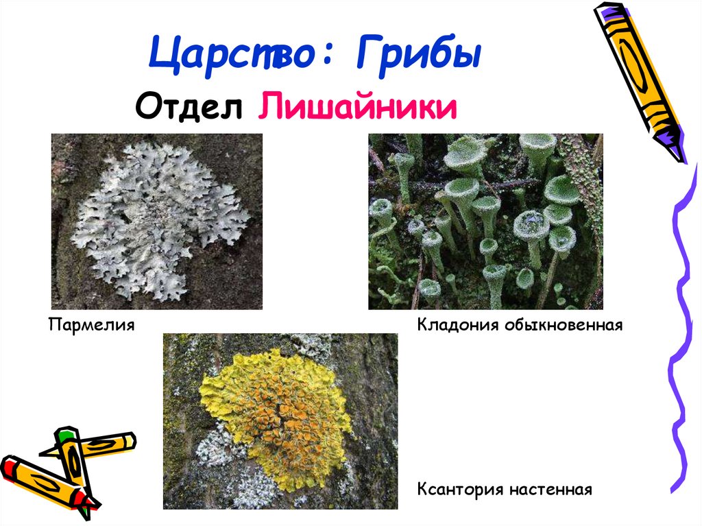Чем отличаются лишайники от грибов. Царство бактерии грибы лишайники растения царство. Грибы и лишайники.