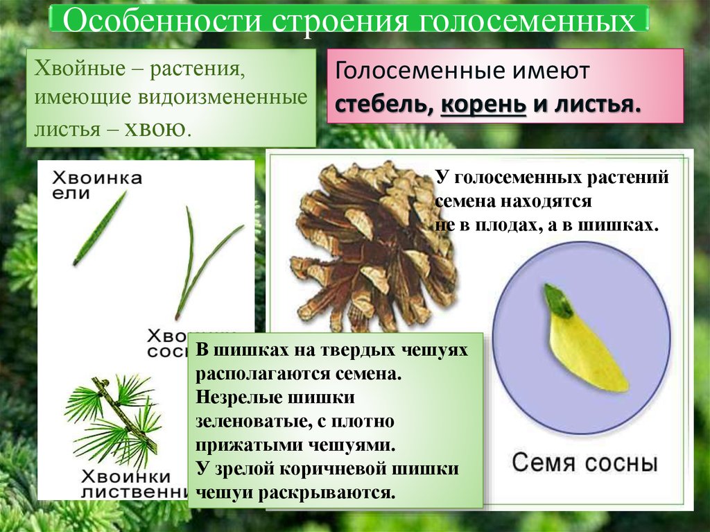 Семена хвойных растений формируются в. Строение голосеменных растений. Строение хвойных растений. Голосеменные растенистроение. Особенности строения хвойных.