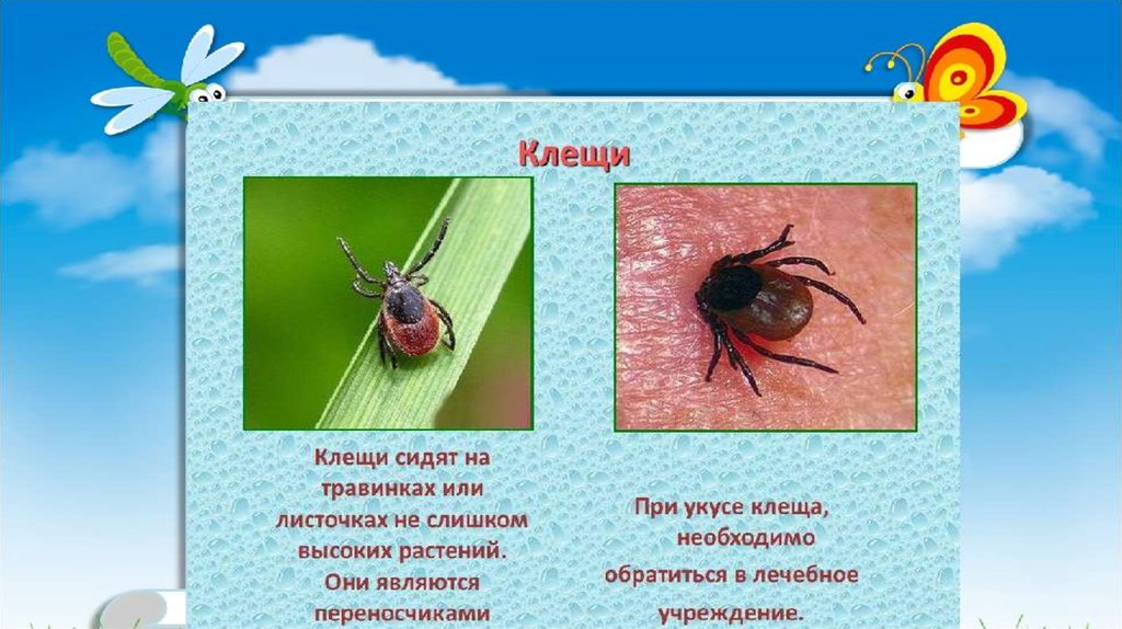 Классный час безопасное лето 4 класс презентация