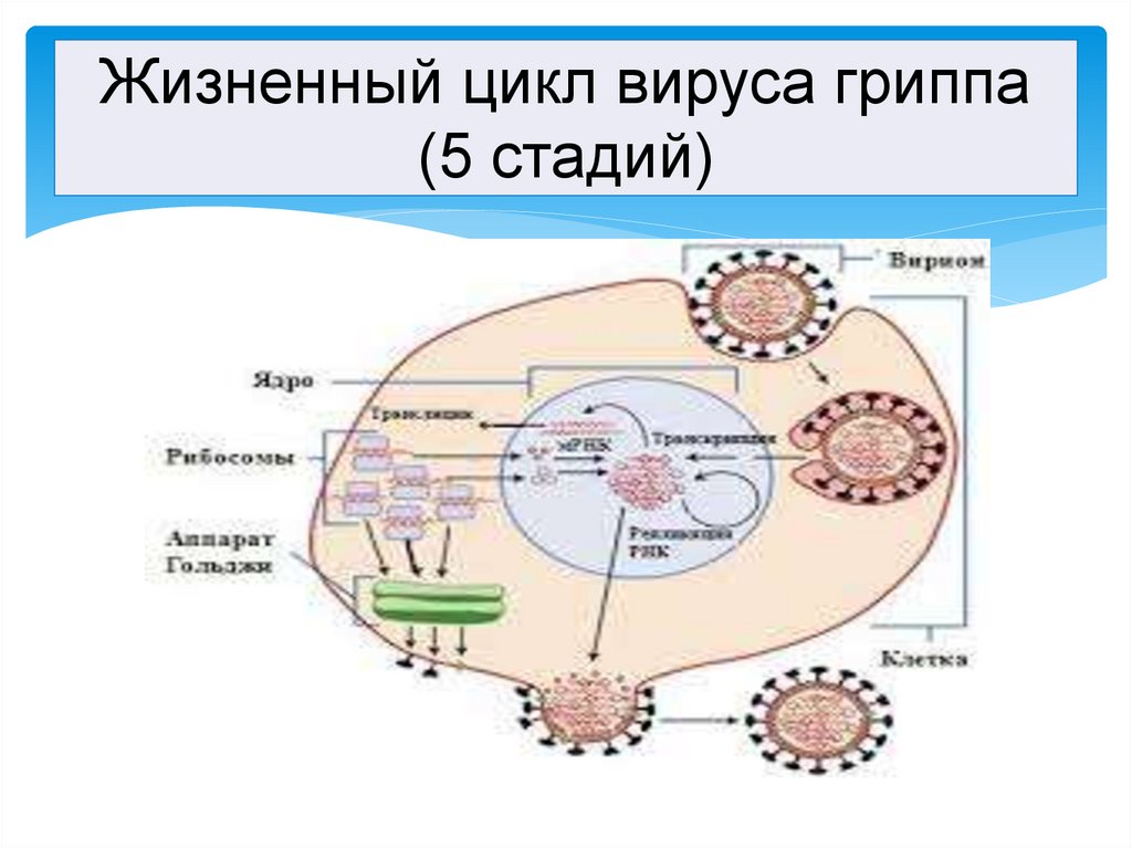 Жизненный цикл вирусов схема