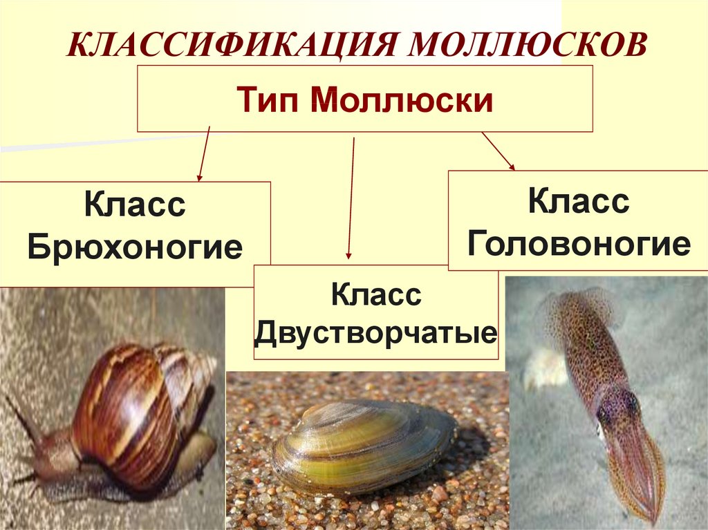 Различие моллюсков. Брюхоногие и двустворчатые. Класс брюхоногие двустворчатые головоногие моллюски. Моллюски систематика. Тип моллюски классификация.