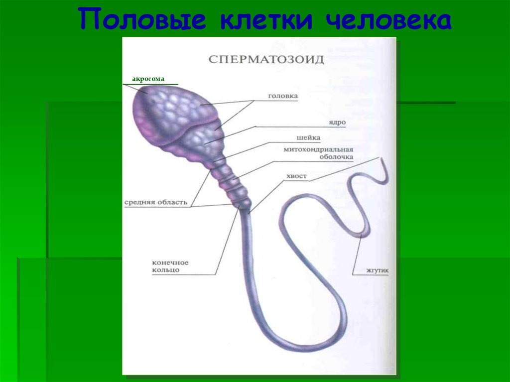 Мужская половая презентация. Схема строения сперматозоида человека. Мужская половая клетка. Строение спермия. Строение мужских половых клеток.