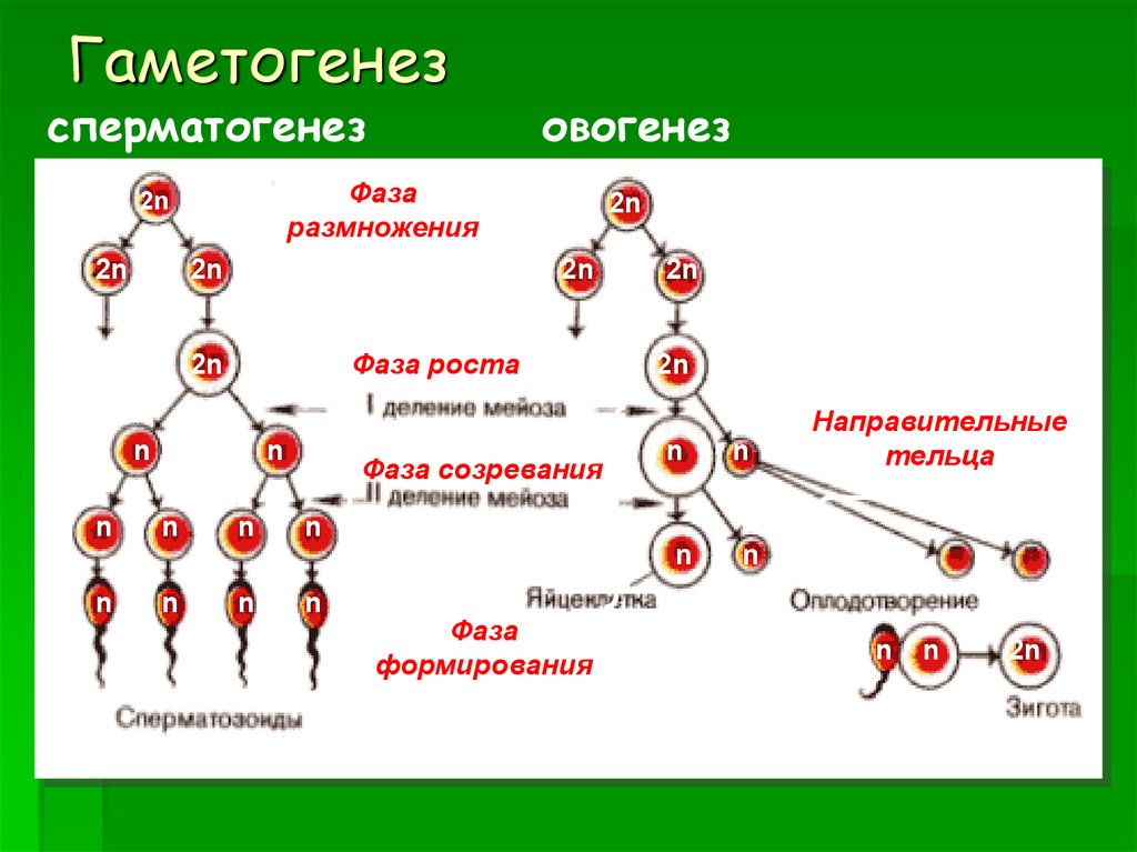 Описание сперматогенеза. Схема основных этапов сперматогенеза и овогенеза. Стадии сперматогенеза и овогенеза. Фаза размножения сперматогенеза. Фазы овогенеза схема.