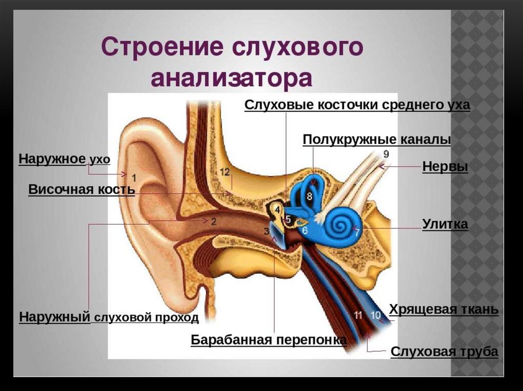 Презентация внутреннее ухо