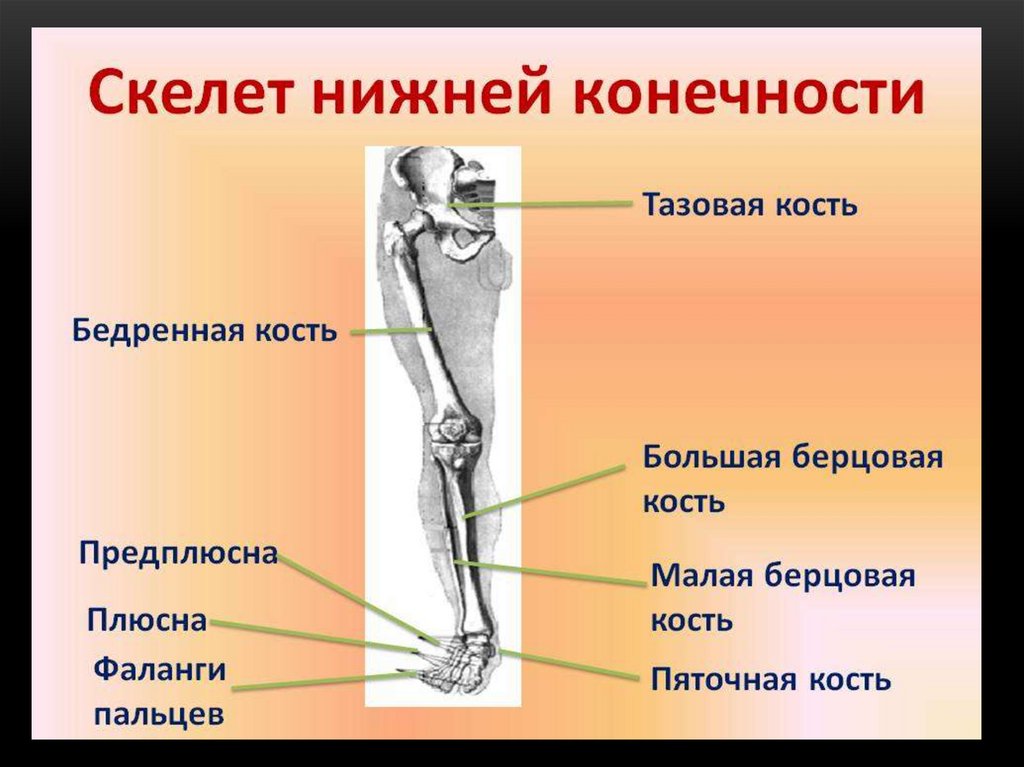 Скелет нижних конечностей. Отделы скелета н жней конечгости. Строение скелета нижней конечности (отделы и кости). Кости нижних конечностей человека анатомия. Кости составляющие скелет нижней конечности.