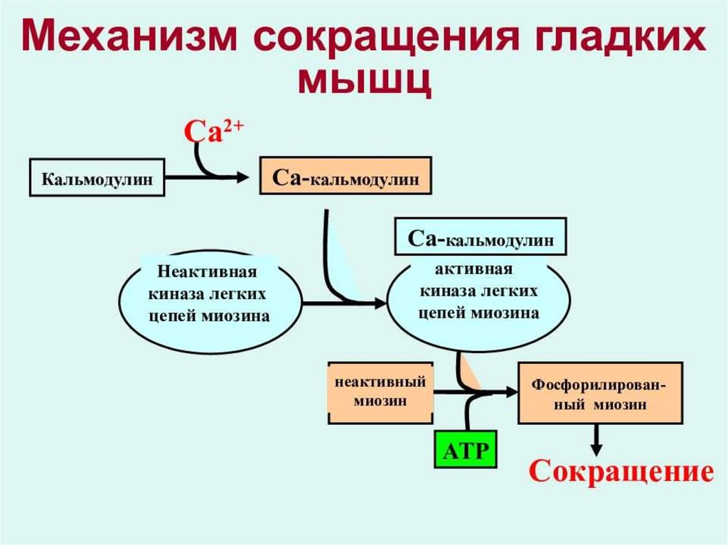 Механизм физиология. Механизм сокращения гладкой мышцы физиология. Механизм сокращения гладких мышц физиология. Механизм сокращения гладкомышечной клетки. Механизм сокращения гладкой мышечной клетки.