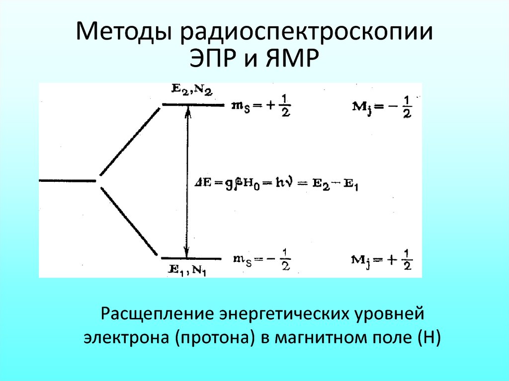 Расщепление энергетических молекул