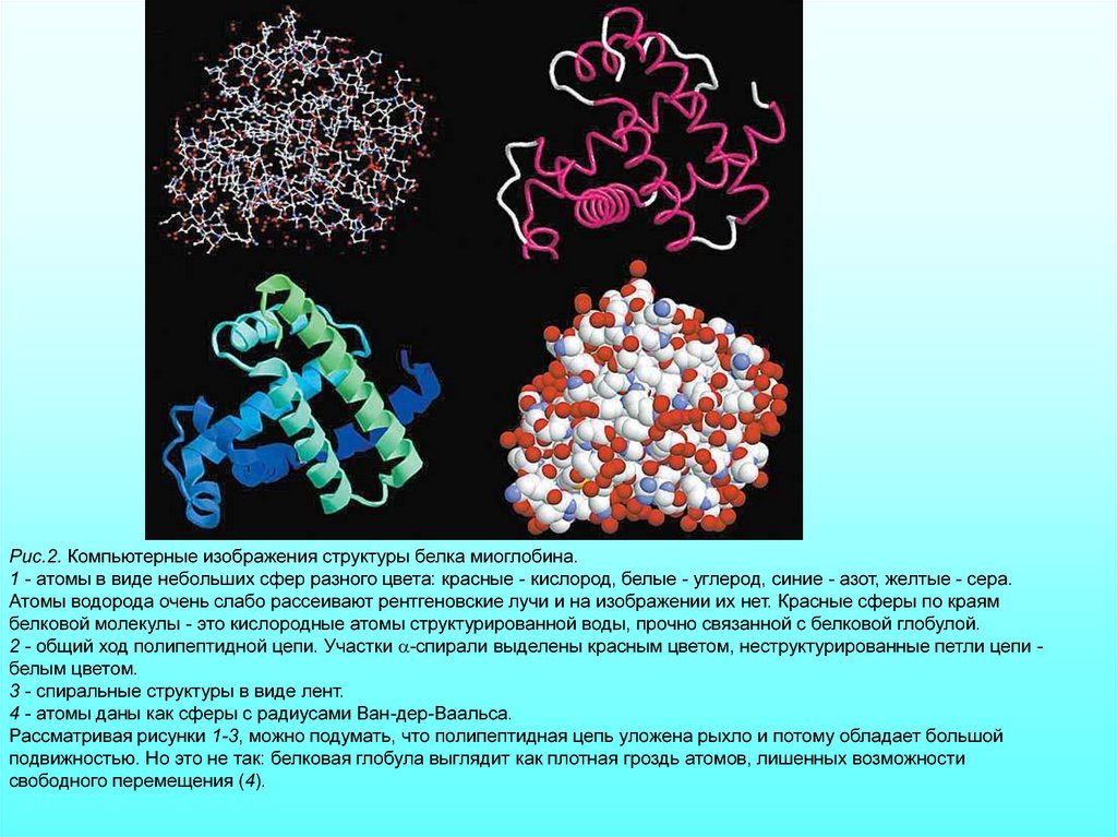 Молекулярная биофизика. Миоглобин строение. Миоглобин структура. Структуры белка.