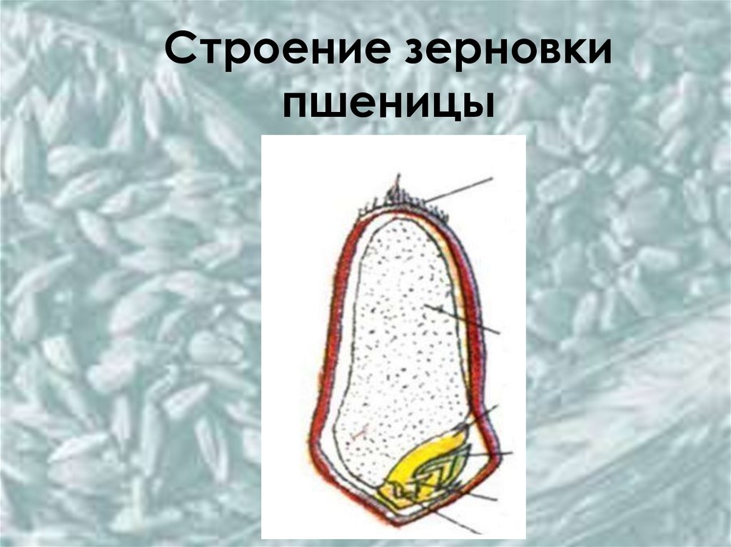 Строение зерновки пшеницы