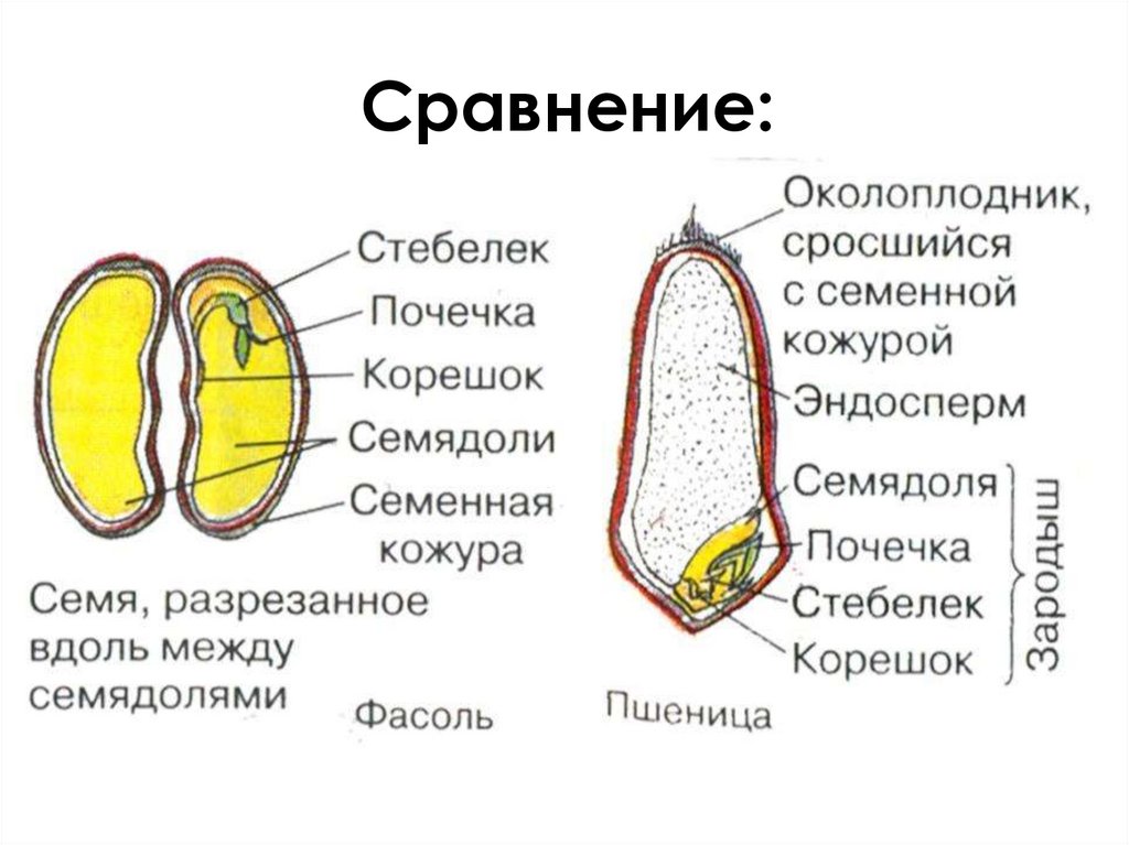 Схема строения семени однодольного и двудольного растения