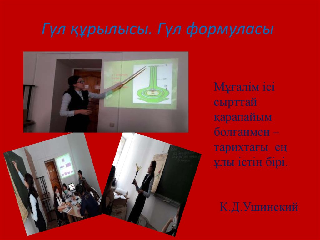 Гүл құрылысы. Гүл формуласы