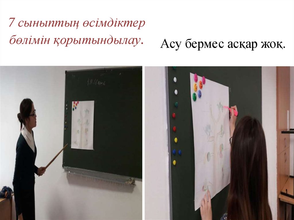 7 сыныптың өсімдіктер бөлімін қорытындылау.