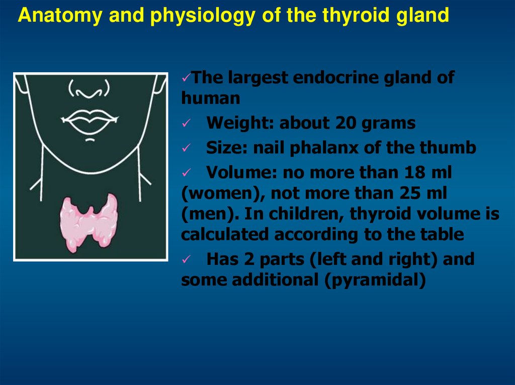 Anatomy and physiology of the thyroid gland