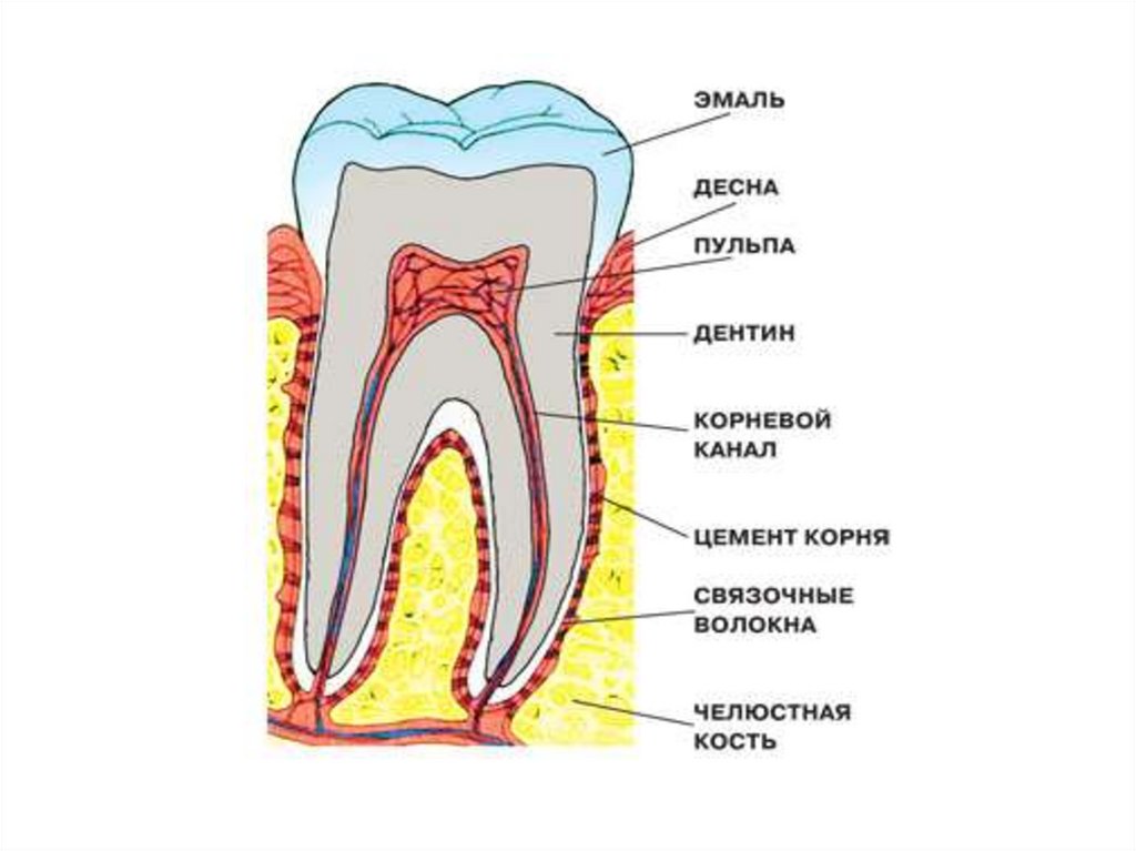 В какую систему входит зуб. Схема строения зуба. Внешнее и внутреннее строение зуба. Строение зуба человека биология. Строение зуба анатомия.