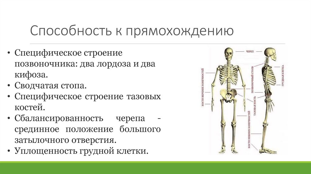 Признак строения человека связанный с прямохождением. Приспособления скелета к прямохождению. Приспособления скелета человека к прямохождению. Способность к прямохождению. Приспособления позвоночника к прямохождению.