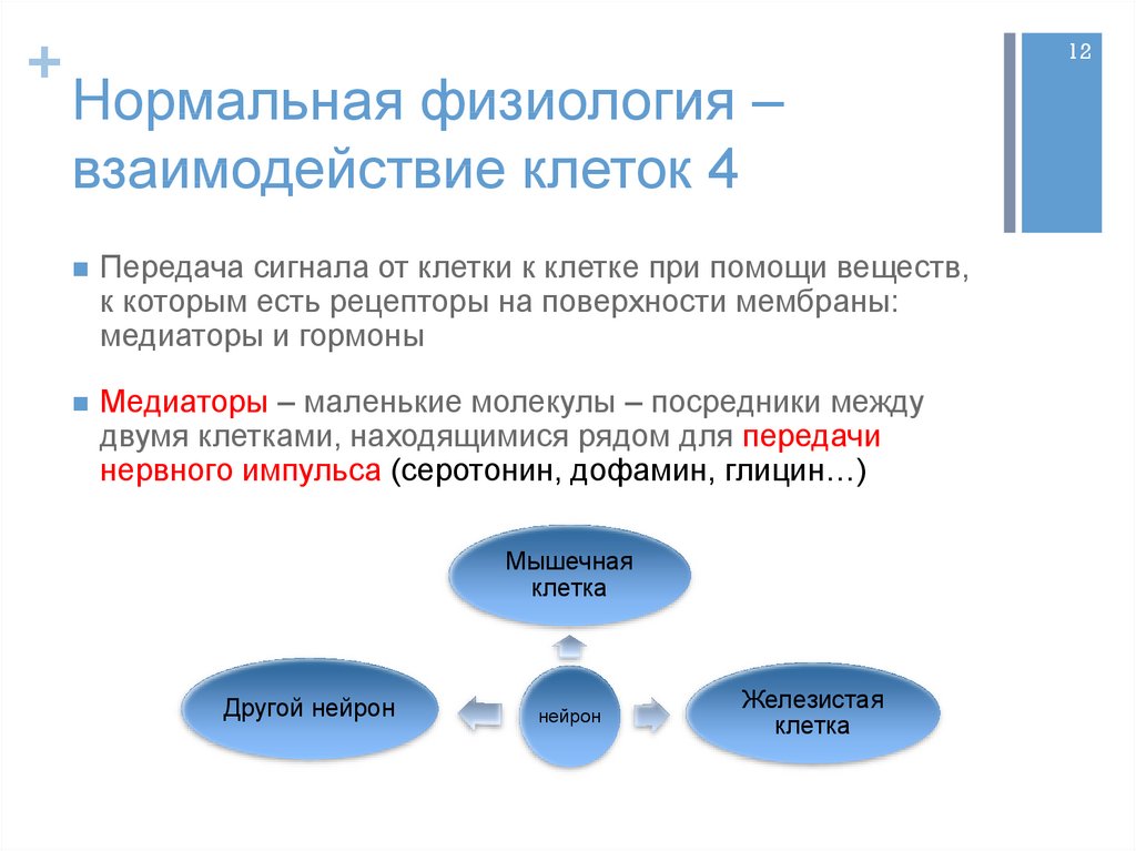 Физиология мышления презентация