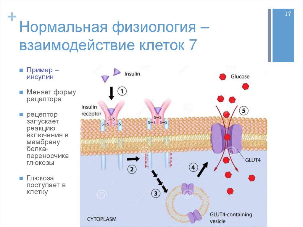 Что такое физиология