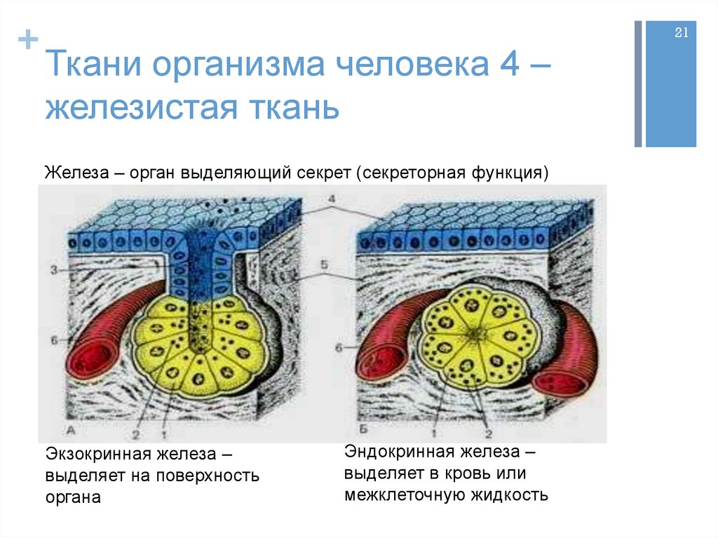 Внутренние ткани организма