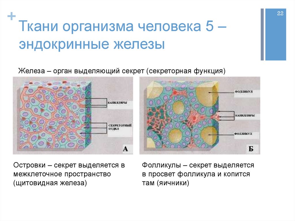 Ткани организма человека