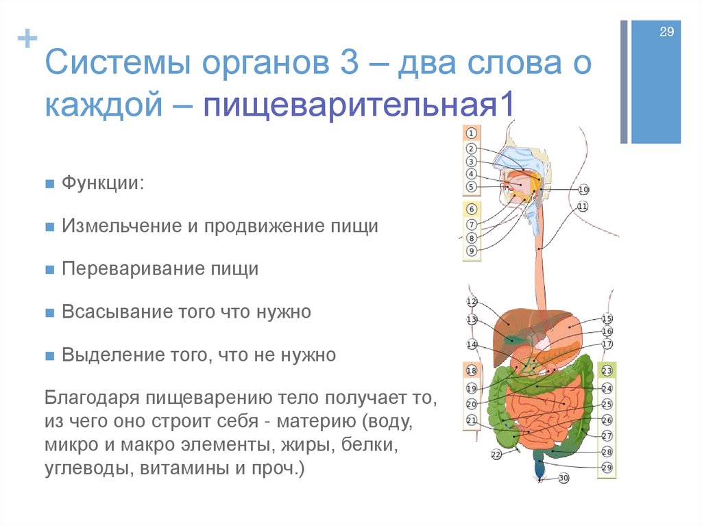 Как называется орган контроля