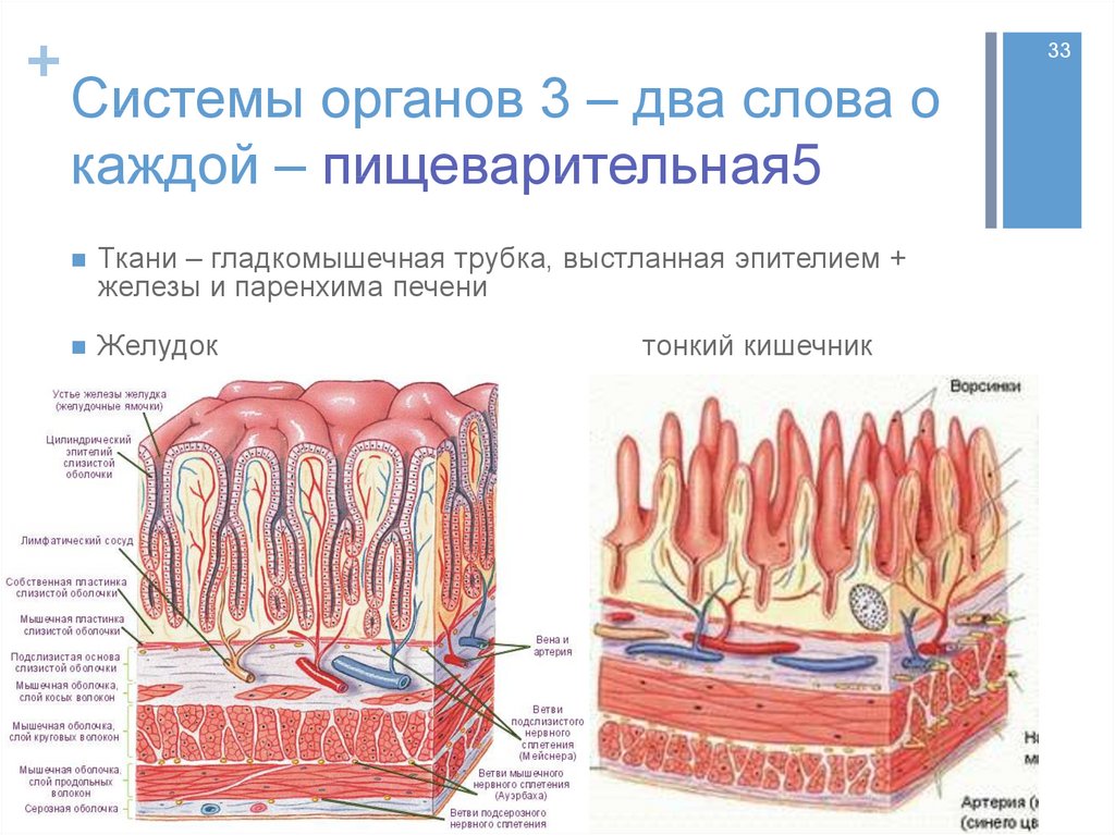 Получить послойное изображение органа позволяет