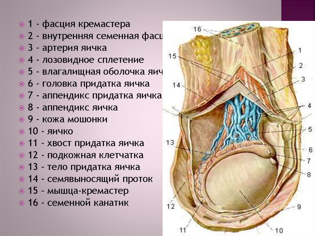 Сплетение яичка. Строение семенника анатомия. Семенной канатик у мужчин анатомия. Анатомия яичка и семенного канатика. Семенной канатик строение оболочки.