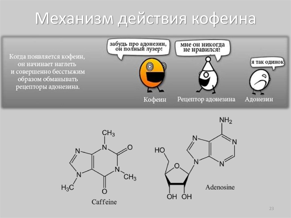 Воздействие кофеина. Механизм действия кофеина фармакология схема. Аденозиновые рецепторы кофеин схема. Метаболизм кофеина схема. Механизм действия кофеина на организм человека.