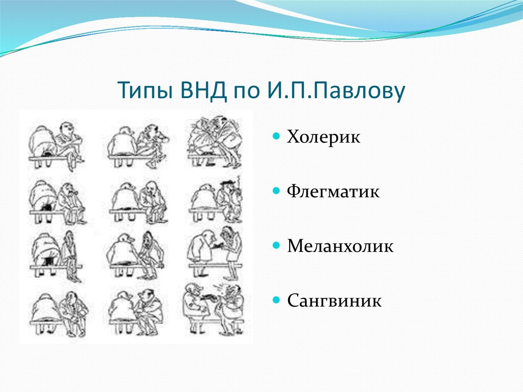 Типы внд по павлову презентация