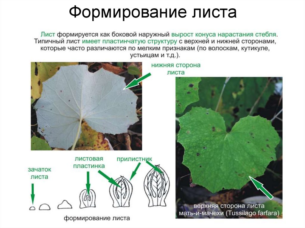 Тест строение листа 7 класс