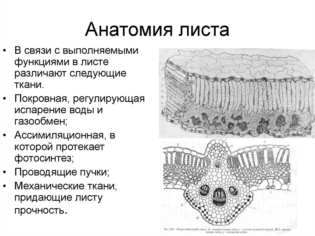 Анатомическое строение листа