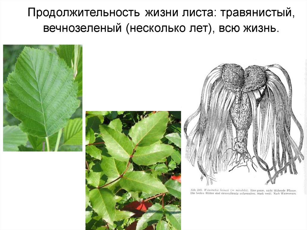 Жизнь листьев. Продолжительность жизни листа. Продолжительность жизни листьев. Морфология и анатомия листа. Продолжительность жизни листьев растений.