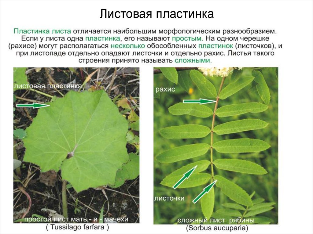 Части листа листовая пластинка