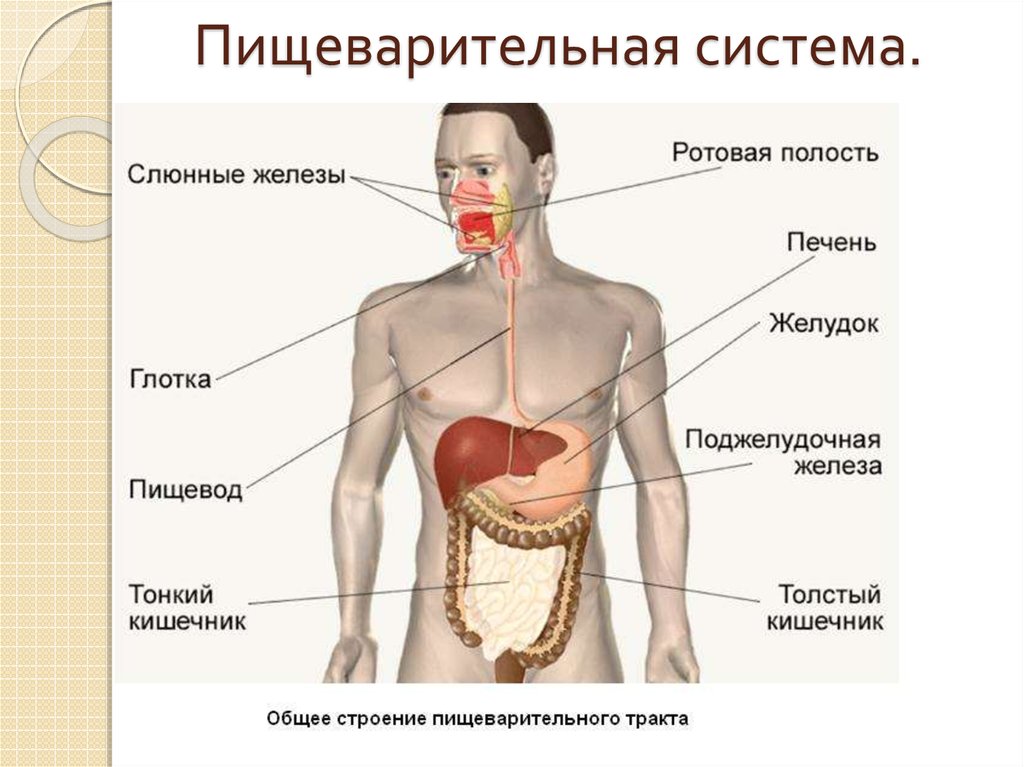 Проблемы пищеварительной системы. Строение желудка человека. Желудок анатомия расположение. Строение желудка человека анатомия.