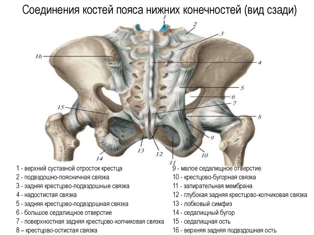 Соединения костей пояса нижних конечностей (вид сзади)
