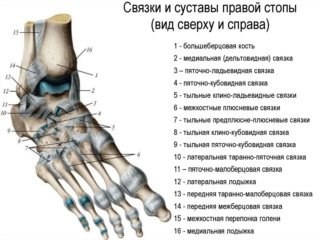 Кости подошвы. Кубовидная кость правой стопы анатомия. Плюсневая кость стопы анатомия. Голеностопный сустав анатомия. Анатомия костей стопы и голеностопного сустава.