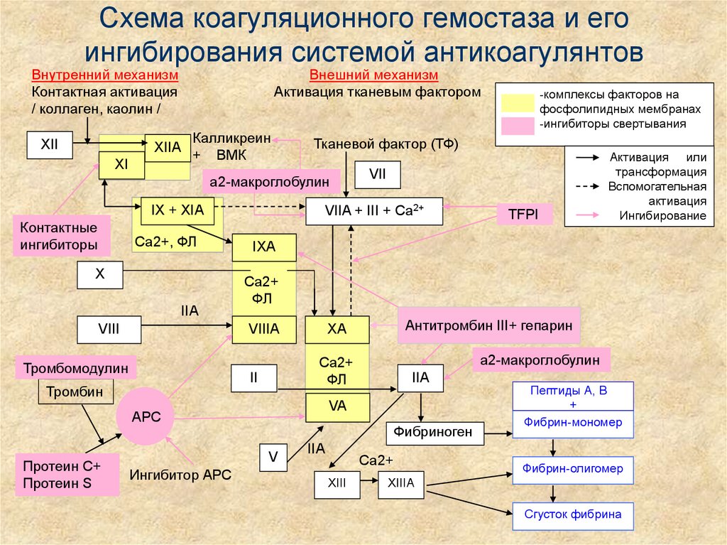 Первичный гемостаз схема