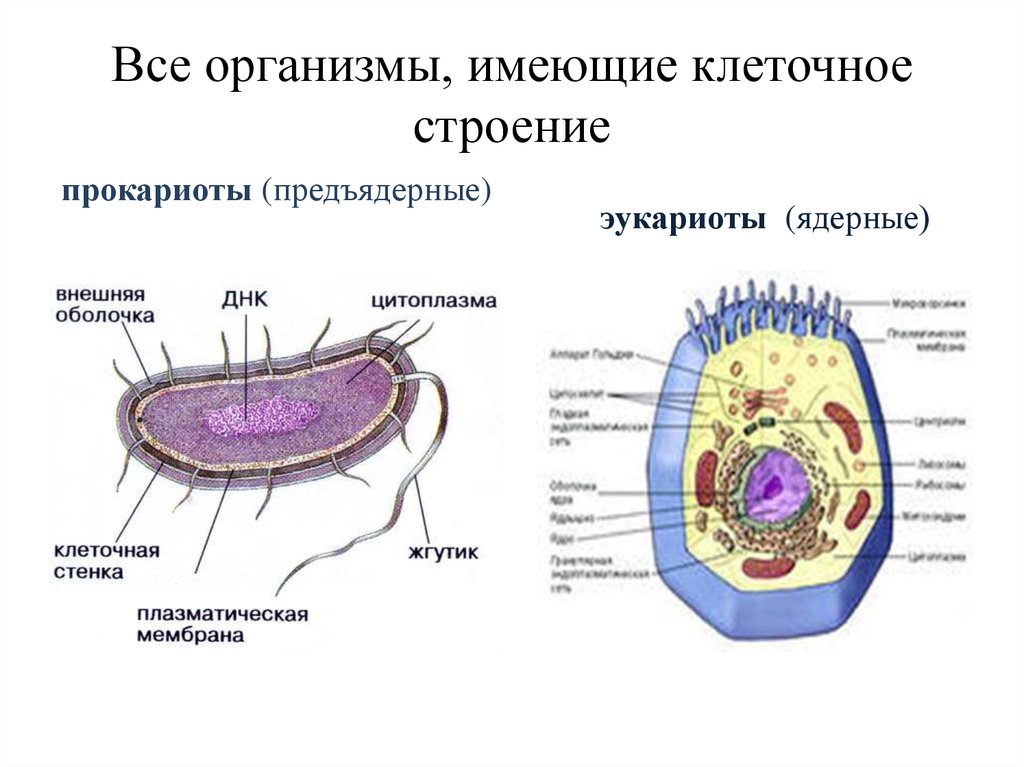 Прокариоты 2 вирусы. Строение клетки прокариот и эукариот рисунок. Строение эукариотической клетки и прокариотической клетки. Строение прокариот и эукариот. Строение клетки прокариот и эукариот.