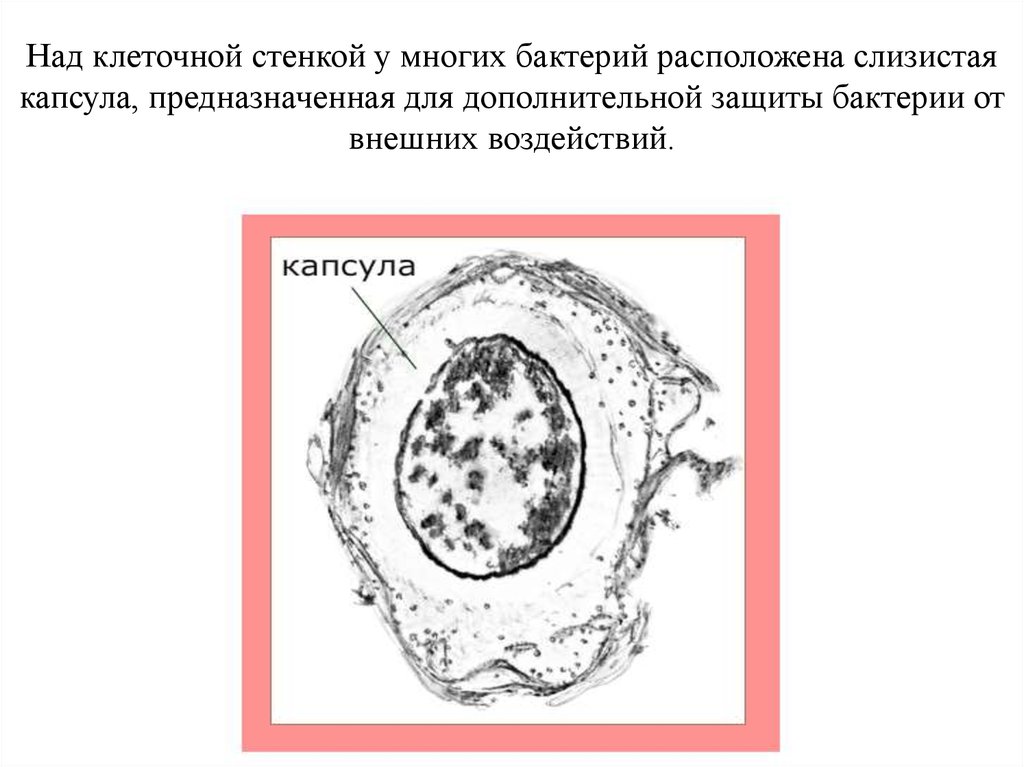 Клеточная организация. Слизистая капсула клетки. Капсула у бактерий предназначена для. Некоторые над клеточной стенкой имеют слизистую капсулу. Клеточная стенка слизистая капсула.