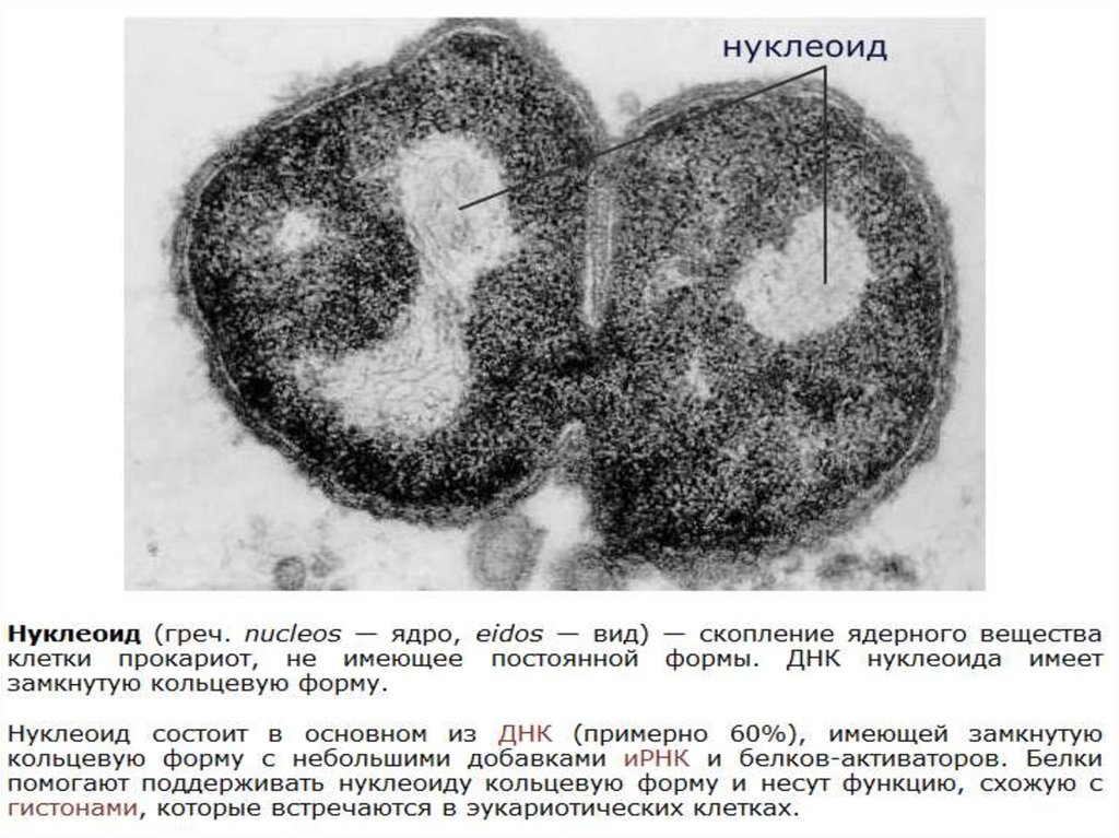 Нуклеотид прокариот