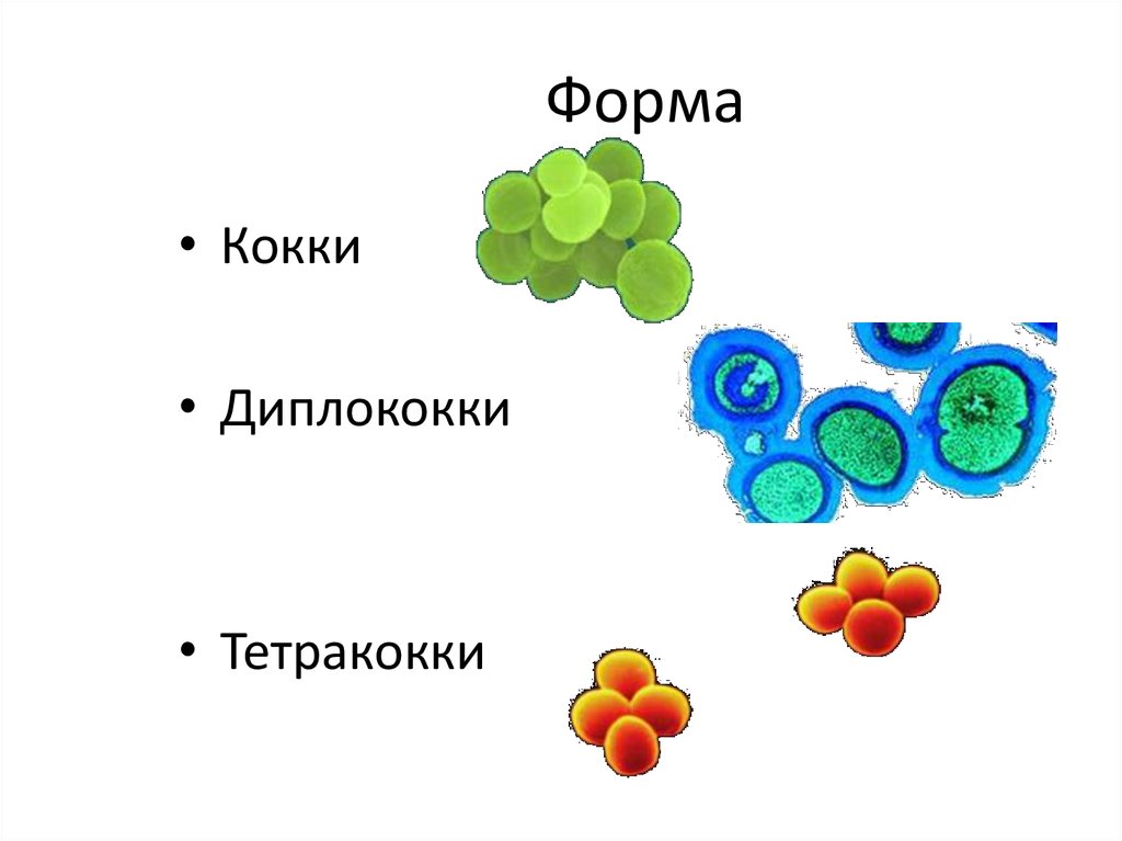 3 типа клеток