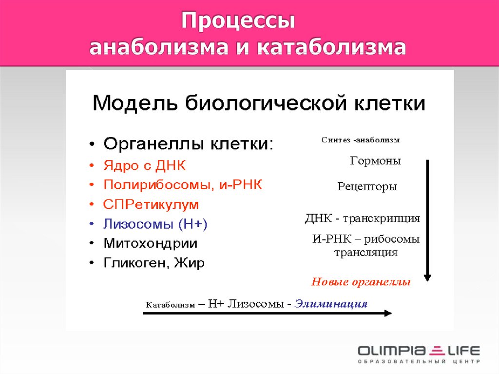 Схема анаболизма и катаболизма