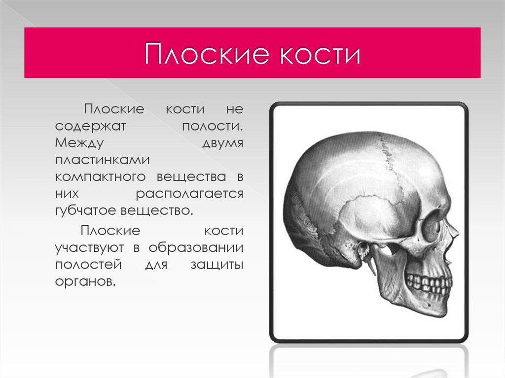 Функции плоских костей