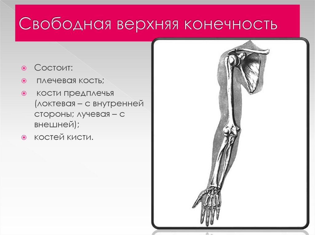 Предплечье на скелете. Кости пояса верхней конечности человека. Кость скелета свободной верхней конечности. Свободная верхняя конечность. Скелет свободной верхней конечности анатомия.