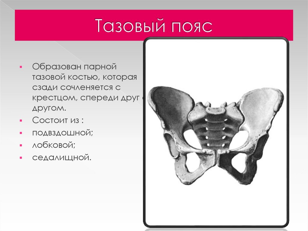 Таз отдел скелета. Скелет тазового пояса человека. Строение тазового пояса. Строение костей тазового пояса. Тазовый пояс кости таза.