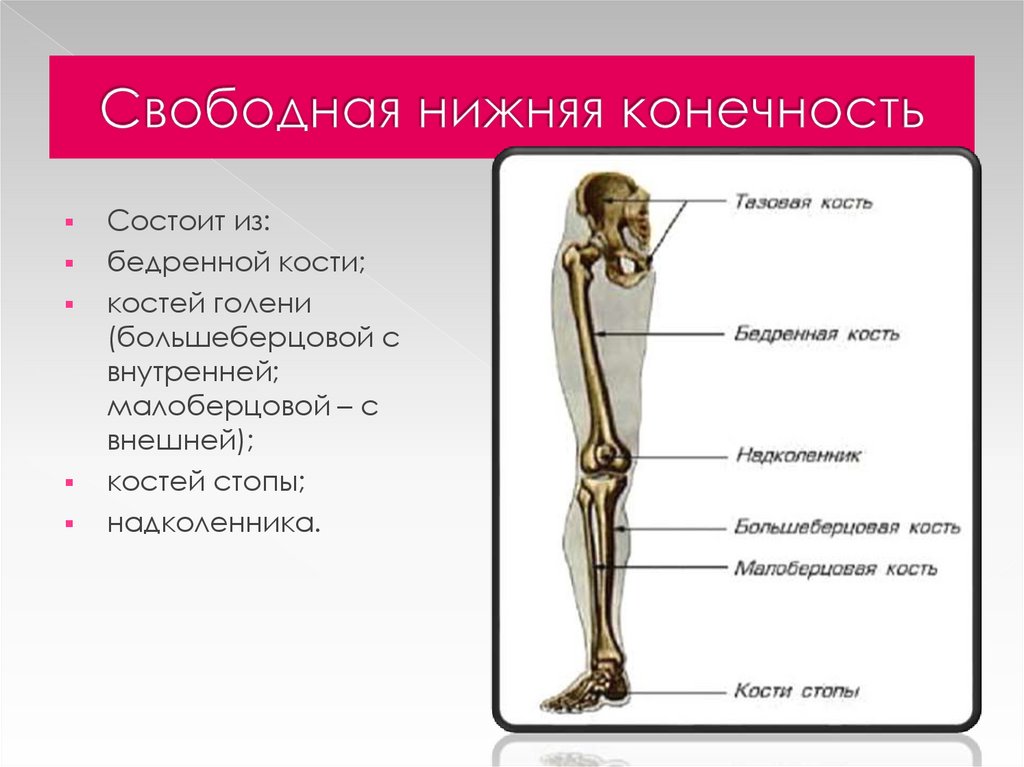 Анатомия нижней конечности человека. Скелет свободной части нижрних конечности. Свободная нижняя конечность. Строение свободной нижней конечности. Отделы костей нижней конечности.