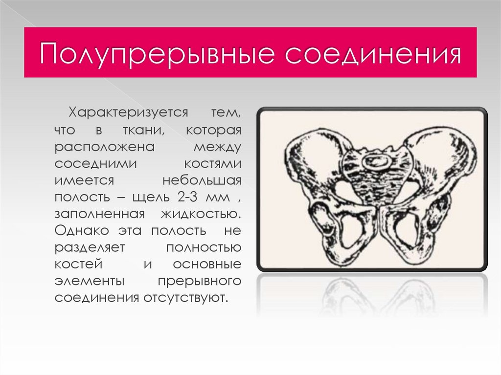 Прерывные соединения. Полупрерывное соединение костей. Полупрерывные соединения. К полупрерывным соединениям относятся. Полупрерывным соединение костей это.