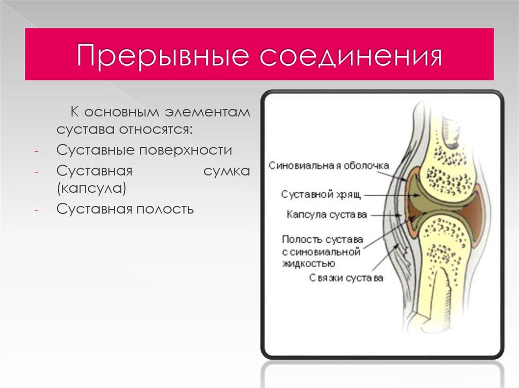 Сустав соединяет. Прерывные соединения суставы. Прерывные соединения костей. Прерывные соединения костей суставы строение. Прерывное подвижное соединение.