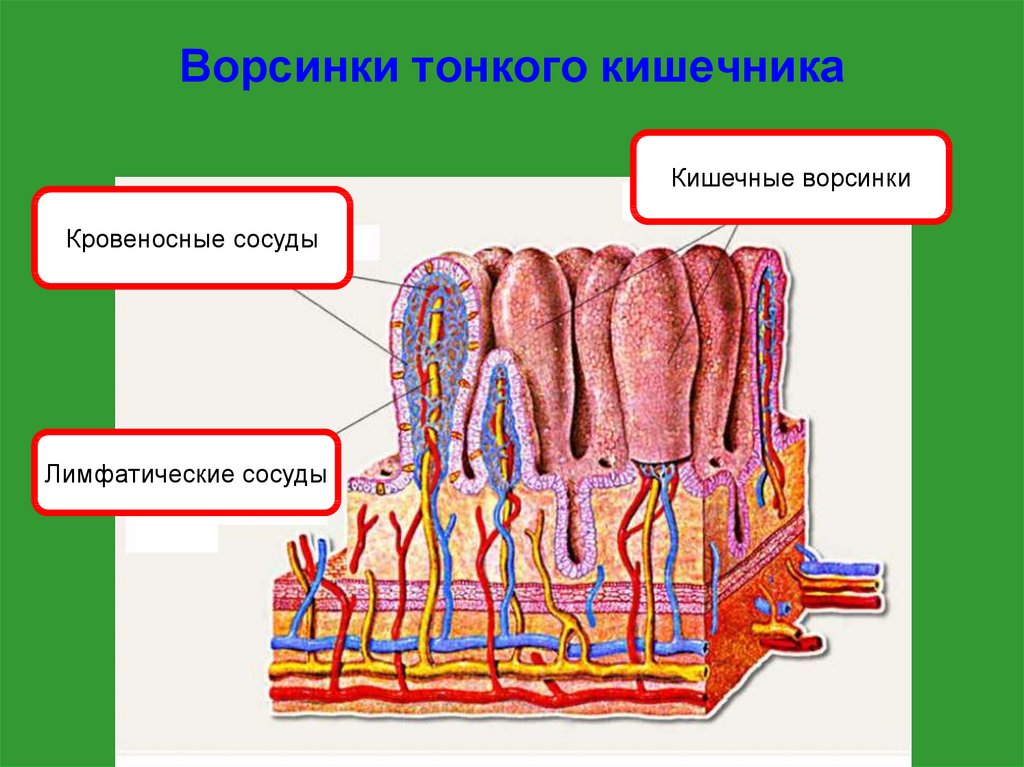 Какая структура ворсинки кишечника обозначена на рисунке цифрой 1